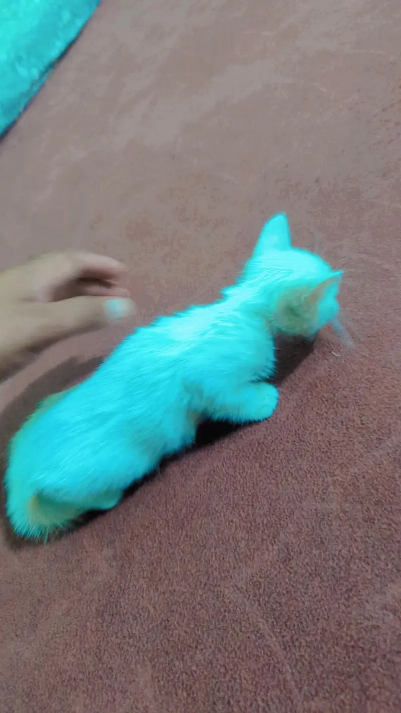 Persian kittens — photo 3