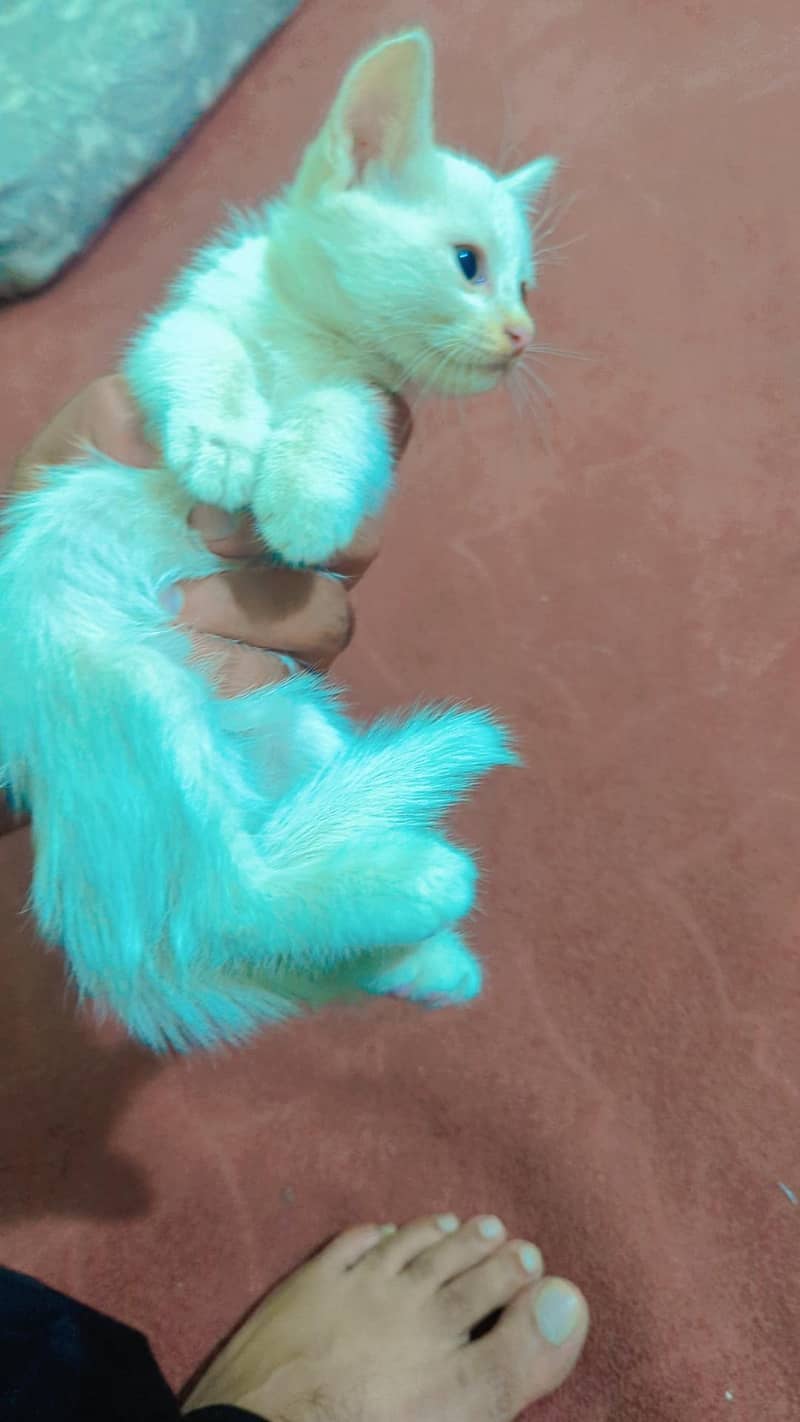 Persian kittens 3