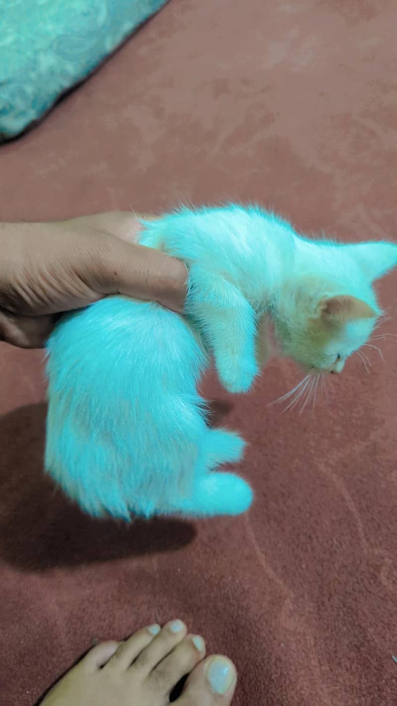 Persian kittens 4