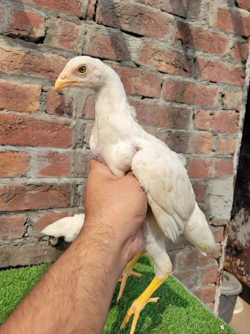 aseel chicks/heera aseel/heera aseel chicks/heera pair/heera aseell — photo 3