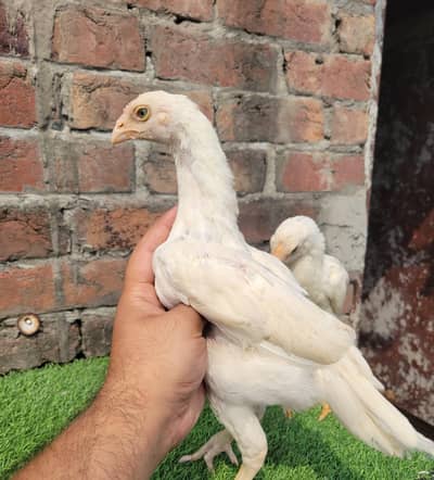 aseel chicks/heera aseel/heera aseel chicks/heera pair/heera aseell