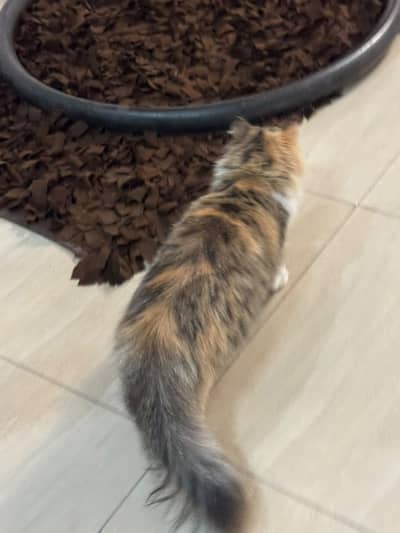 Baby face, three layers, active, indoor cat, friendly