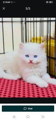 Persian cat for sale male or female my WhatsApp