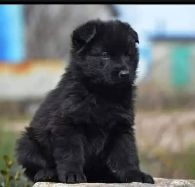 Black German Pupps | Long Coat Pupps | Black German Pupps For Sale