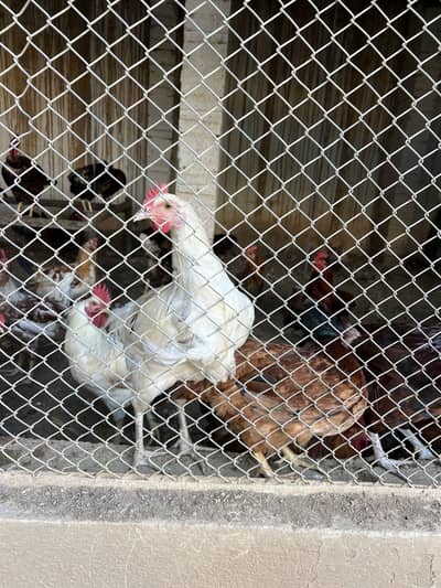 Good healthy and fully vacinated chicken males for eating