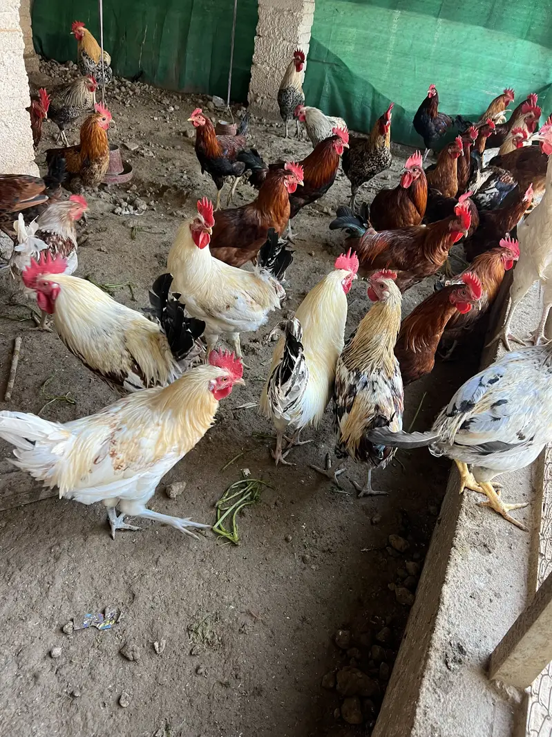 Good healthy and fully vacinated chicken males for eating — photo 2