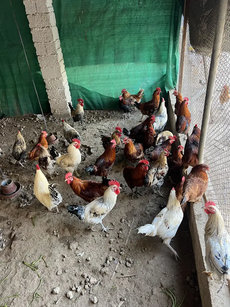 Good healthy and fully vacinated chicken males for eating — photo 3