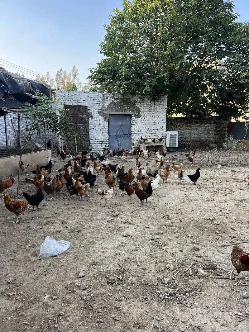 Good healthy and fully vacinated chicken males for eating — photo 4