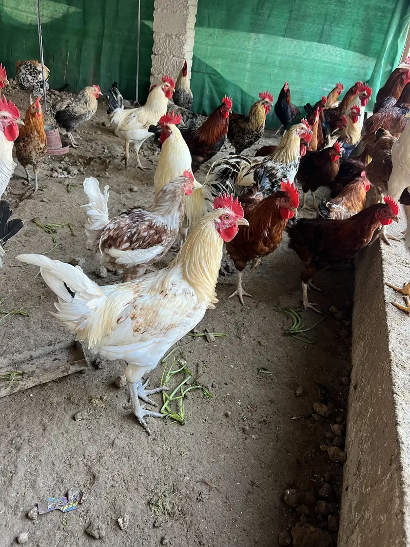 Good healthy and fully vacinated chicken males for eating — photo 5