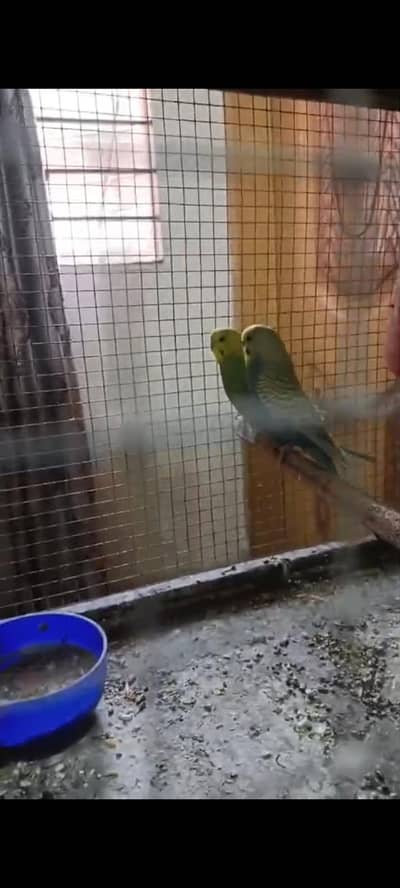 Healthy and Active breeder rainbow pair top quality