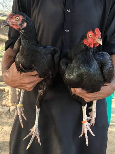 Jora murgi aur murga