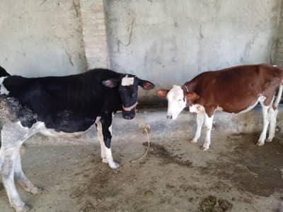 2pure breed female for sell