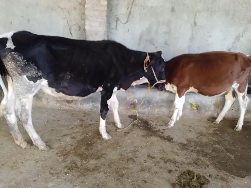 2pure breed female for sell — photo 2