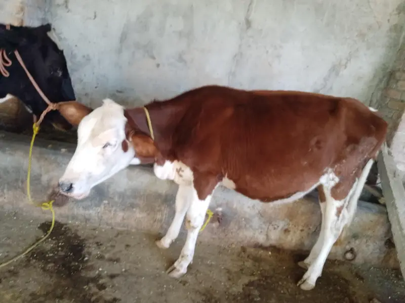 2pure breed female for sell — photo 3