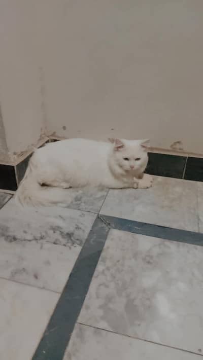 White Cat