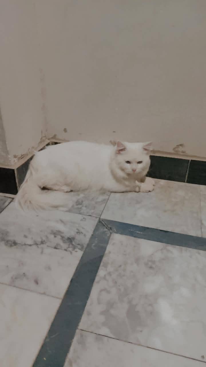 White Cat 0