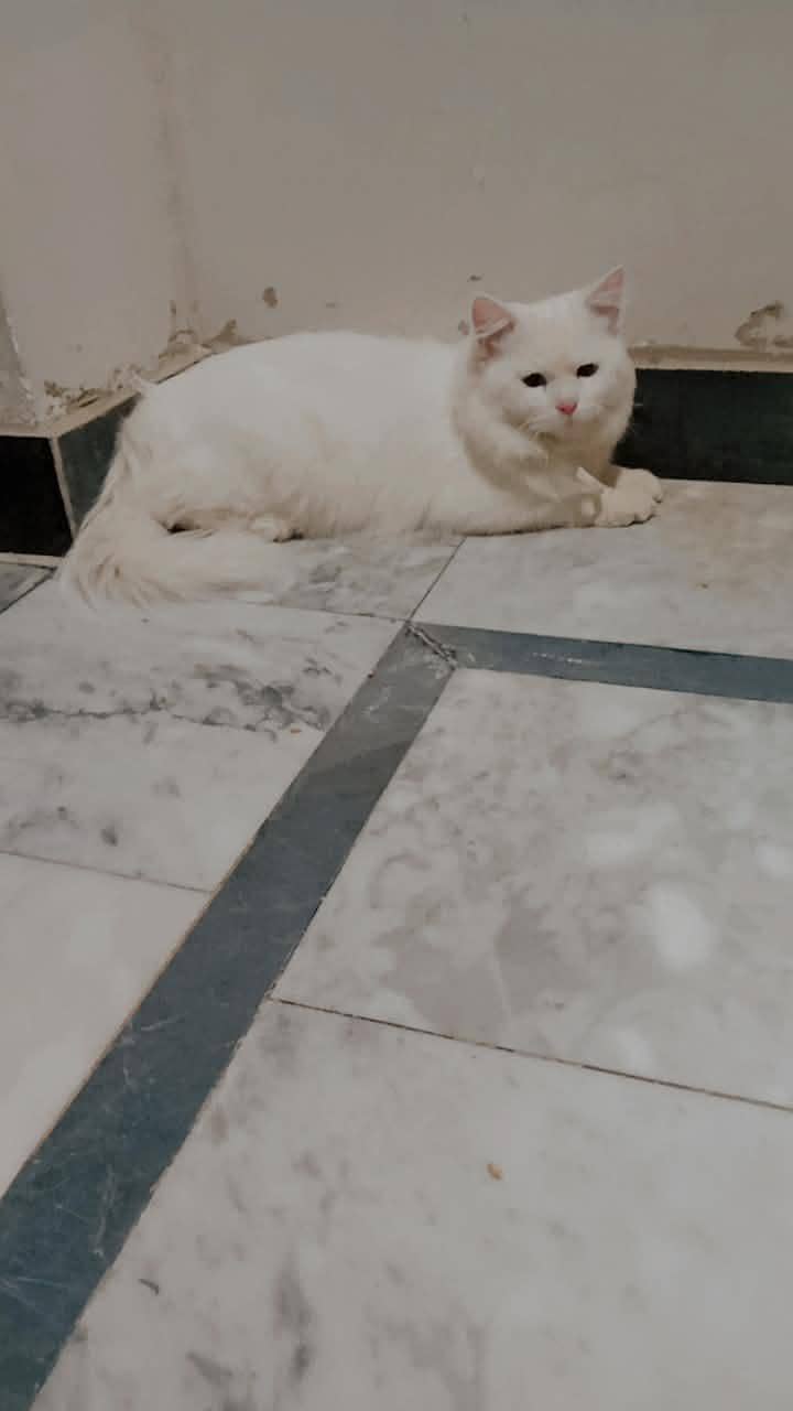 White Cat 1
