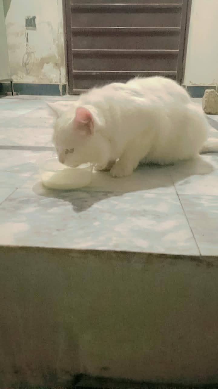 White Cat 2