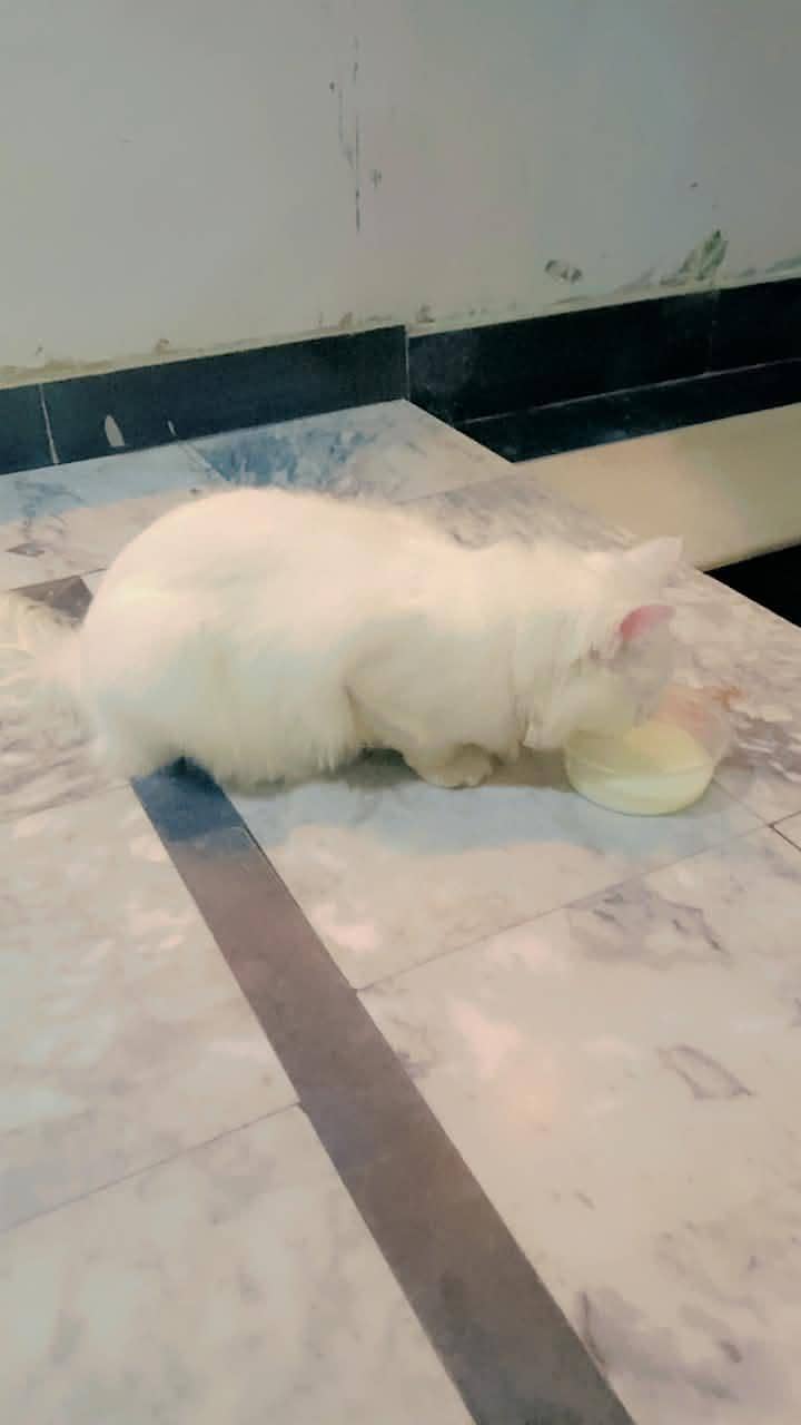 White Cat 3