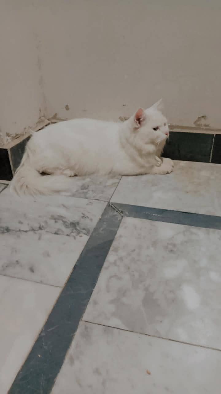 White Cat 4