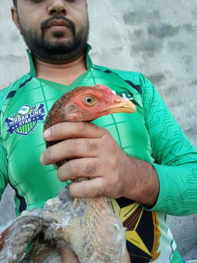 Pathy pathiya looking for new home