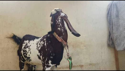 Most beautiful goat. chota bacha pala tha.