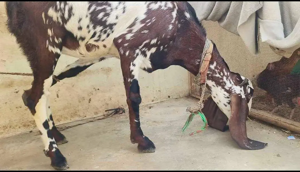Most beautiful goat. chota bacha pala tha. — photo 2