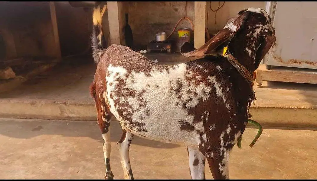 Most beautiful goat. chota bacha pala tha. — photo 3