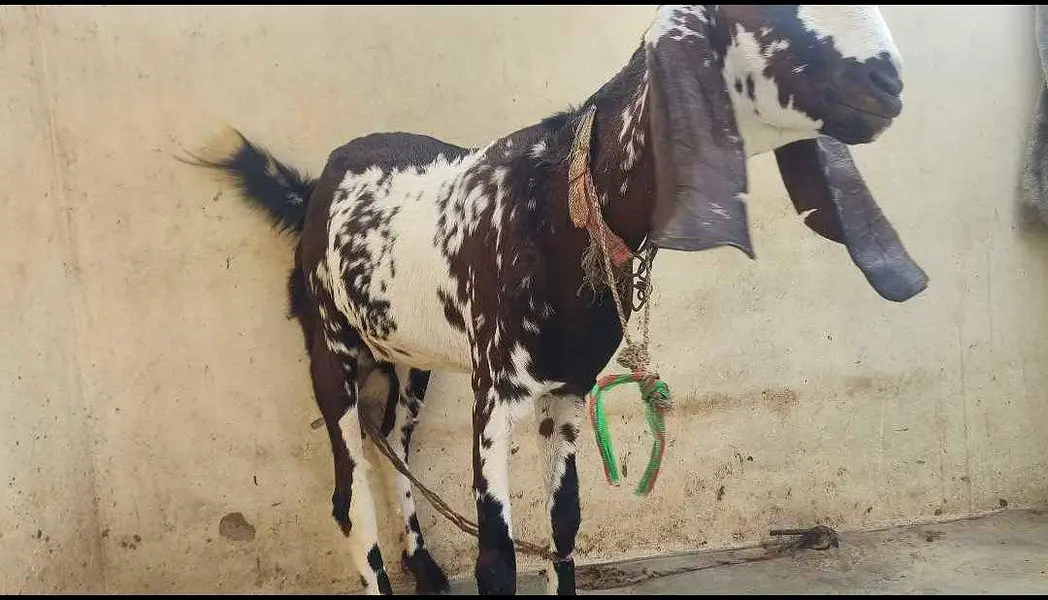 Most beautiful goat. chota bacha pala tha. — photo 4
