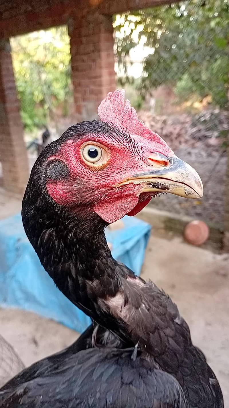 Mushka Bebgam 0