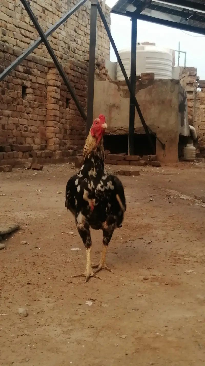 aseel mianawali — photo 4