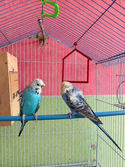 Hogoromo breeder pair