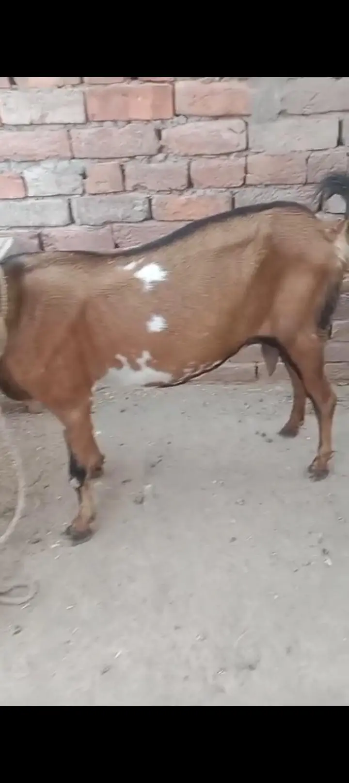 urgent God for sale contact number WhatsApp 03206819426 — photo 2