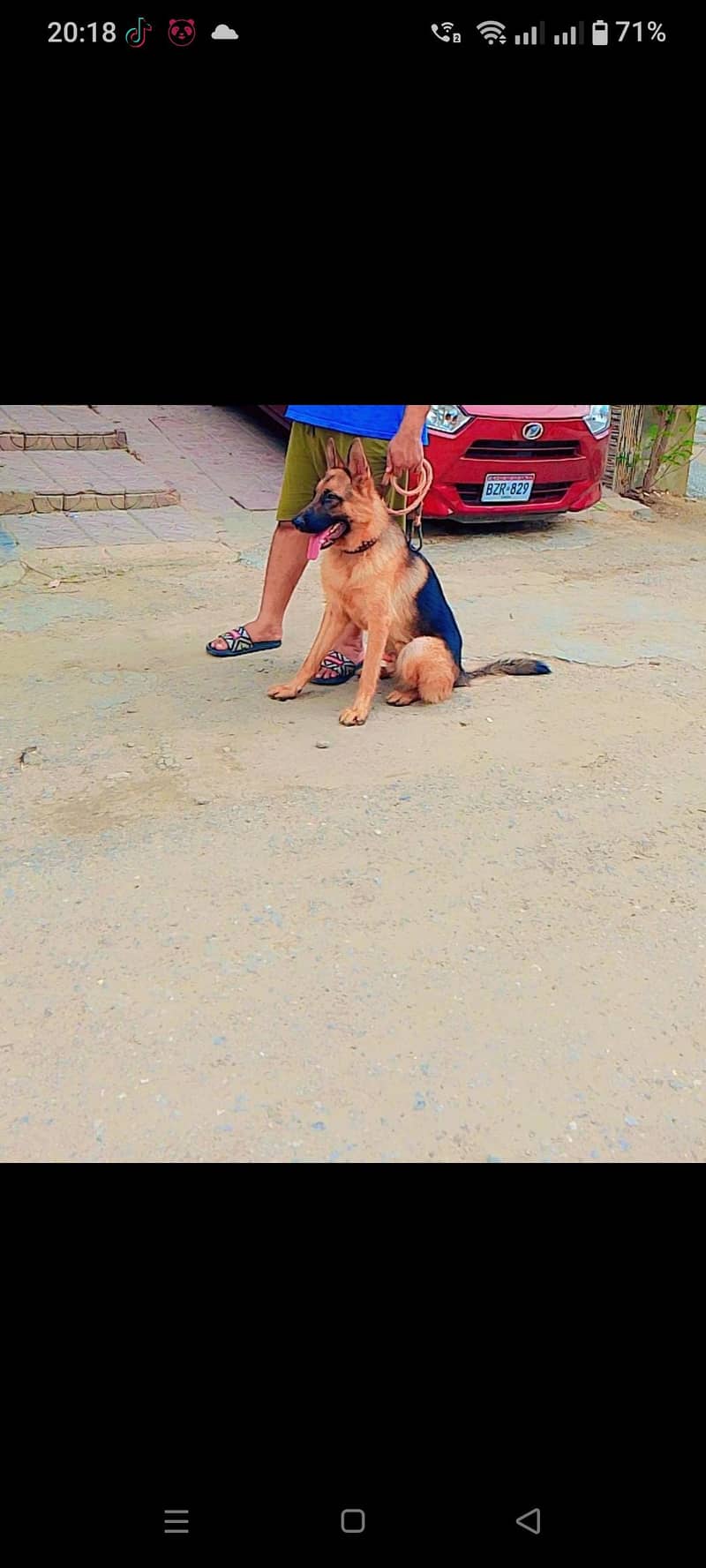 GERMAN SHEPARD 0