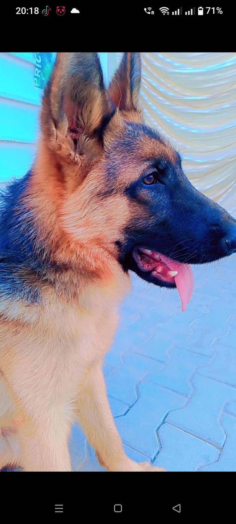 GERMAN SHEPARD 1
