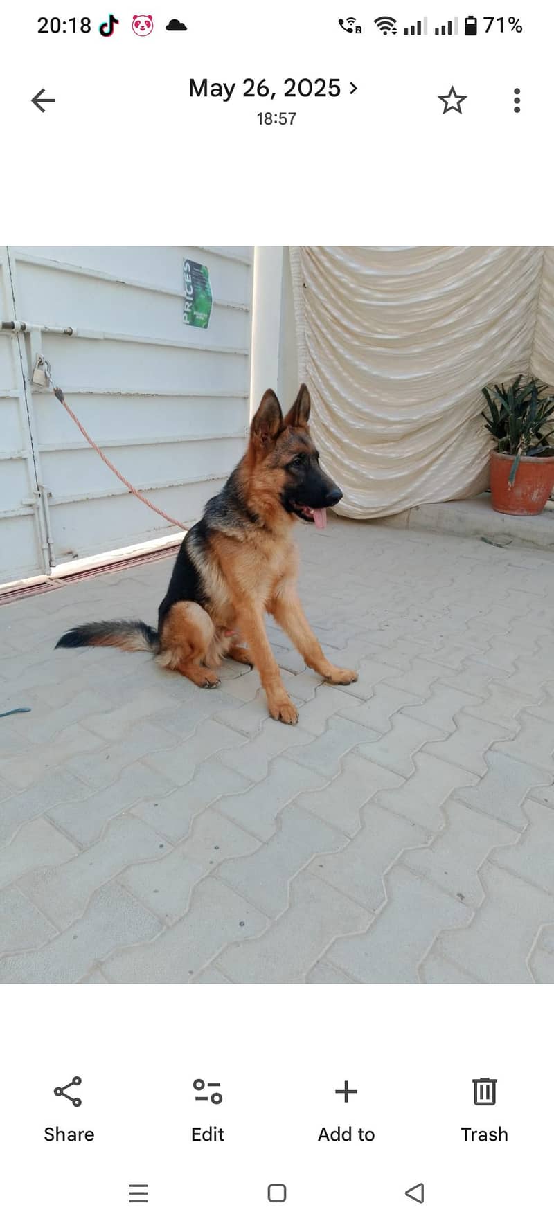 GERMAN SHEPARD 2