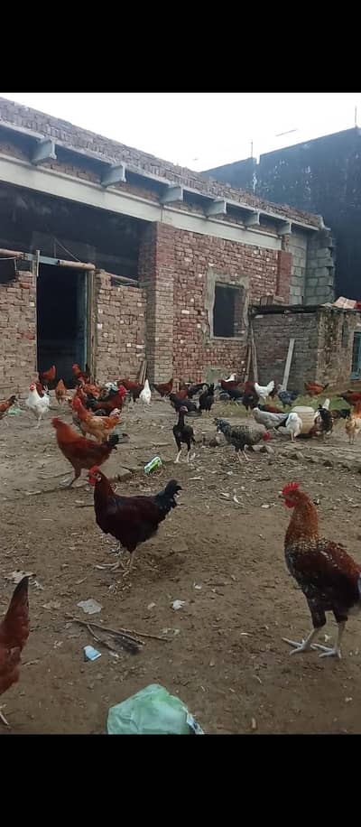 Desi Murghy