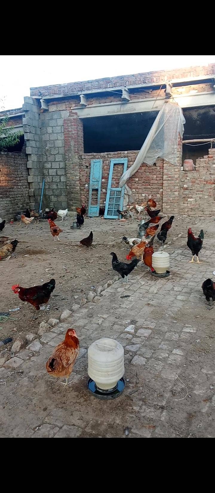 Desi Murghy 1