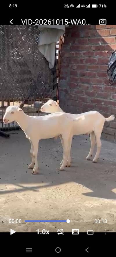 jori Gulabi taiday bakry for sale