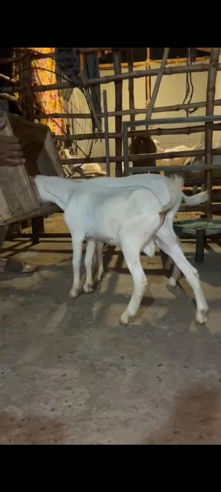jori Gulabi taiday bakry for sale — photo 6