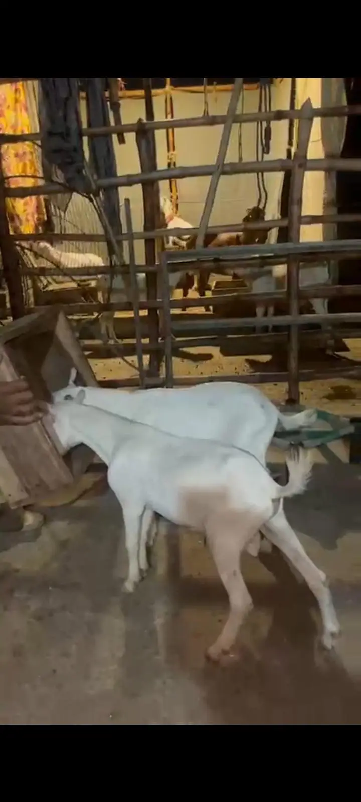 jori Gulabi taiday bakry for sale — photo 7