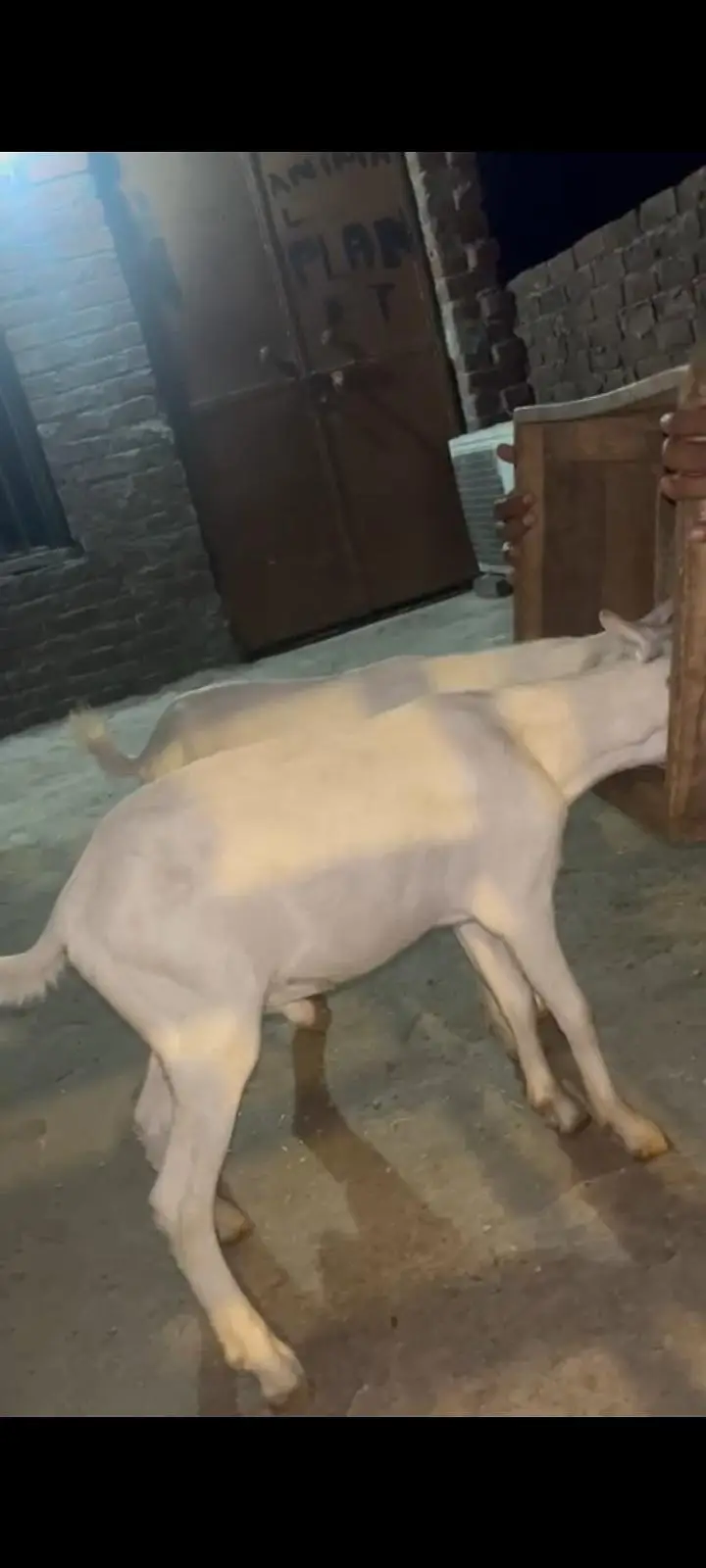jori Gulabi taiday bakry for sale — photo 8