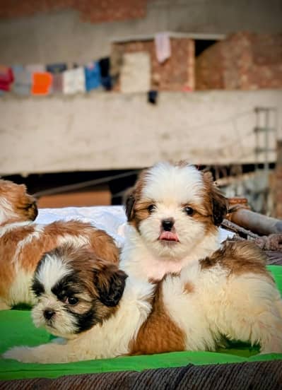 Shihtzu puppies | shihtzu dog puppy | pupps for sale