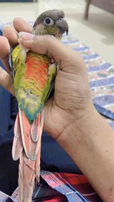 Green chick Fully tame Healthy N active