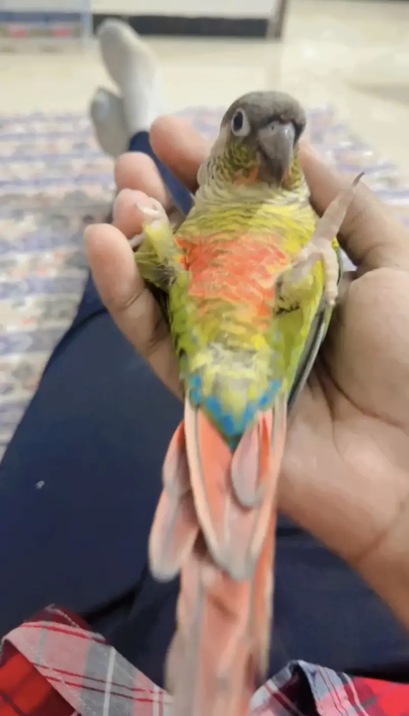 Green chick Fully tame Healthy N active — photo 2