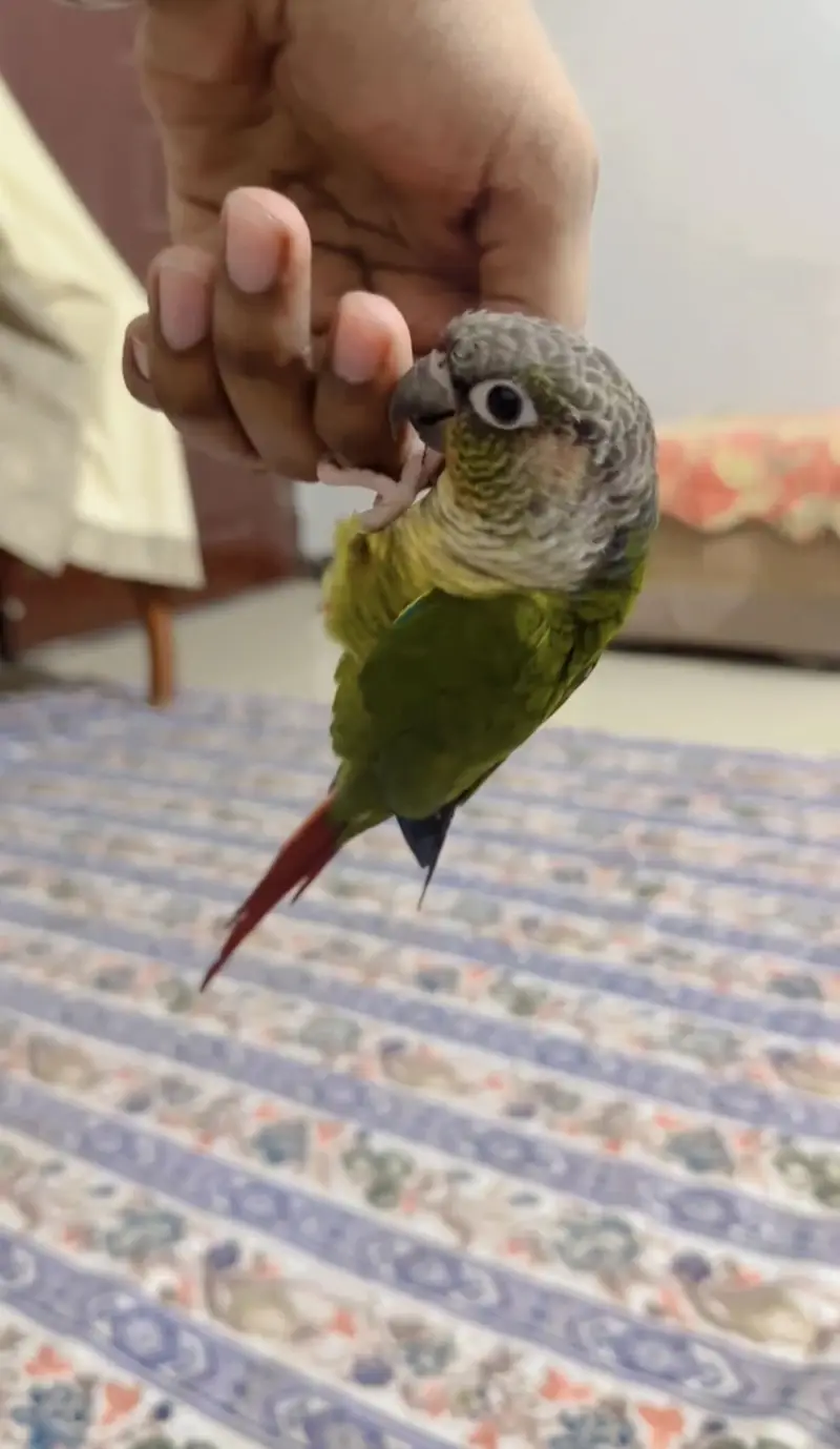 Green chick Fully tame Healthy N active — photo 4