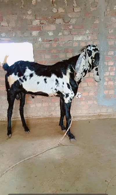 ambarsariya beetal bakra breeder