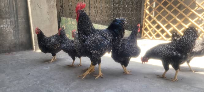 plymouth hen