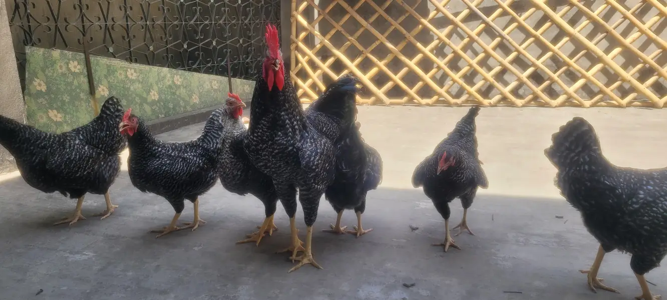 plymouth hen — photo 2