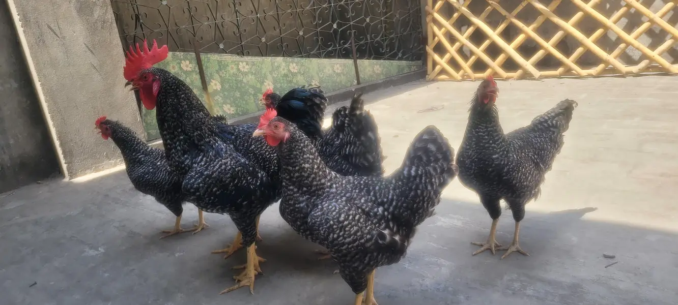 plymouth hen — photo 3